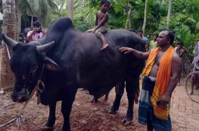 কোরবানির হাট মাতাবে ‘ভৈরব’, ‘মুধমতি’ ও ‘সুখী’